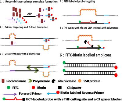 An Isothermal Molecular Point of Care Testing for African Swine Fever Virus Using Recombinase-Aided Amplification and Lateral Flow Assay Without the Need to Extract Nucleic Acids in Blood